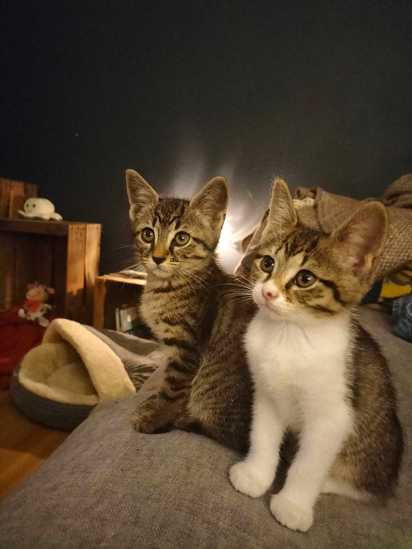 Bebop Et Lula