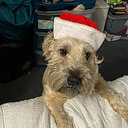 Rocky Chim joined the competition — help win amazing prizes! animal, blanket, canine, carpet, cozy, curious, cute, dog, ears, face, festive, fur, furry, holiday, indoor, pet, santa_hat, shoes, storage_bins, whiskers