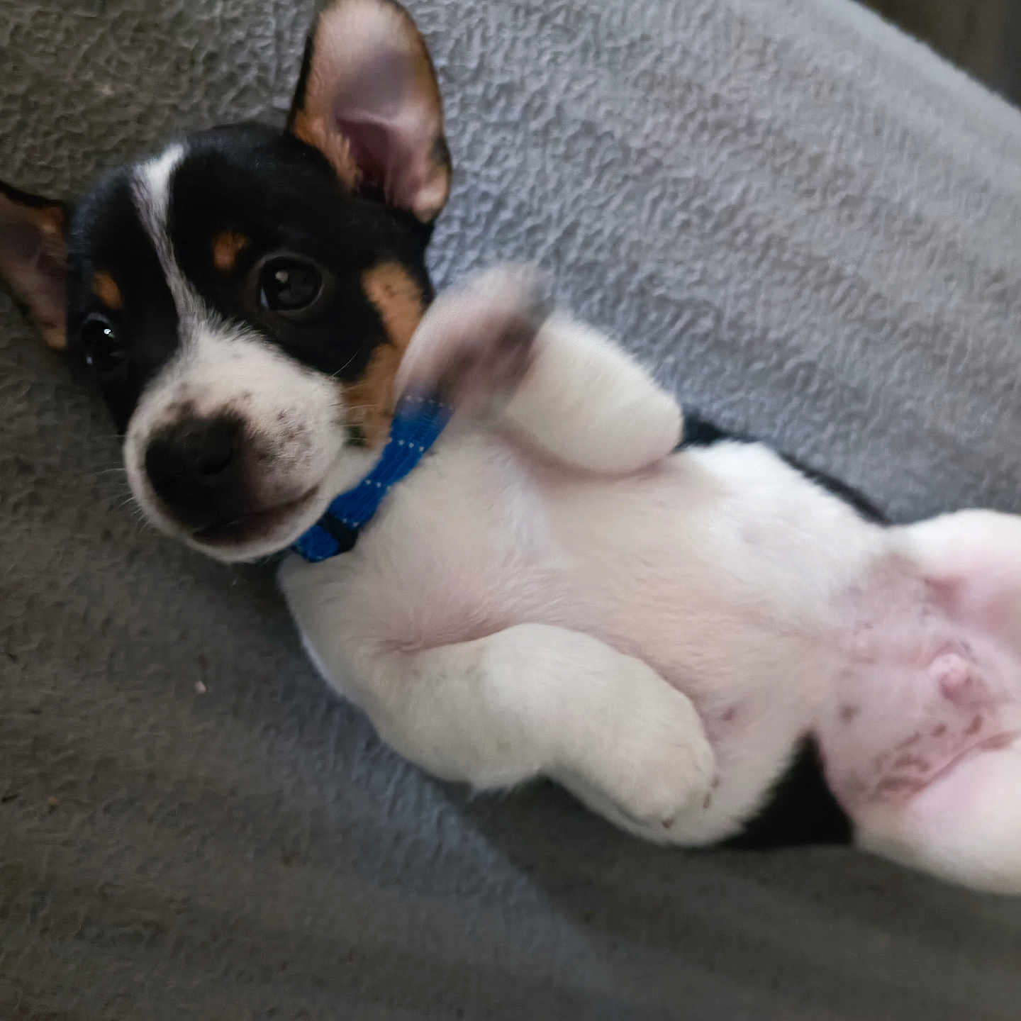 Milo participe au concours pour gagner de l'argent avec cette photo : animal, black_and_white, blanket, closeup, collar, cute, dog, domestic_animal, fur, indoor, lying_down, mammal, paw, pet, playful, puppy, resting, small_dog, texture, young