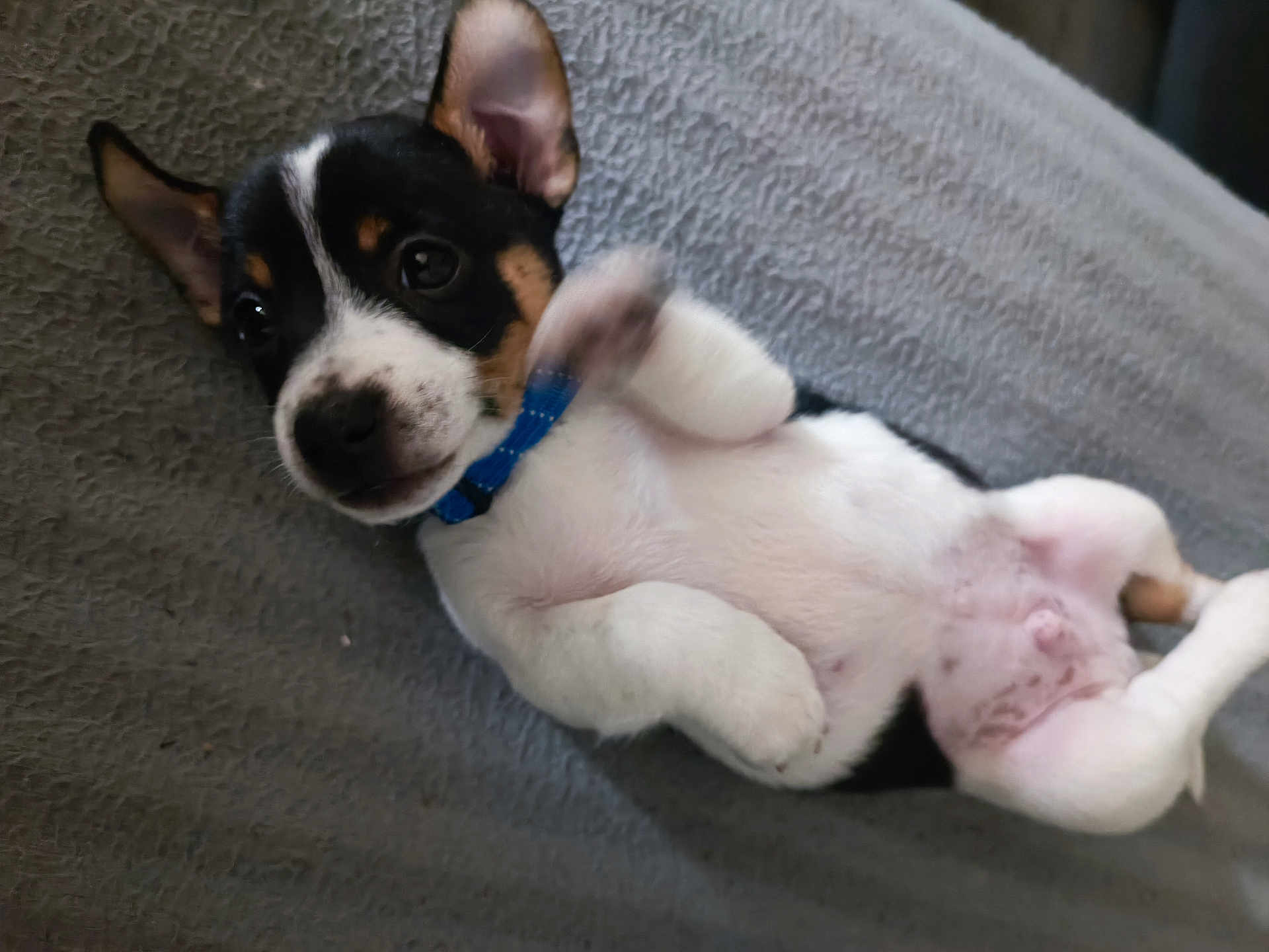 Milo participe au concours pour gagner de l'argent avec cette photo : puppy, dog, pet, cute, lying_down, collar, black_and_white, small_dog, paw, fur, indoor, blanket, texture, playful, young, animal, mammal, domestic_animal, resting, closeup