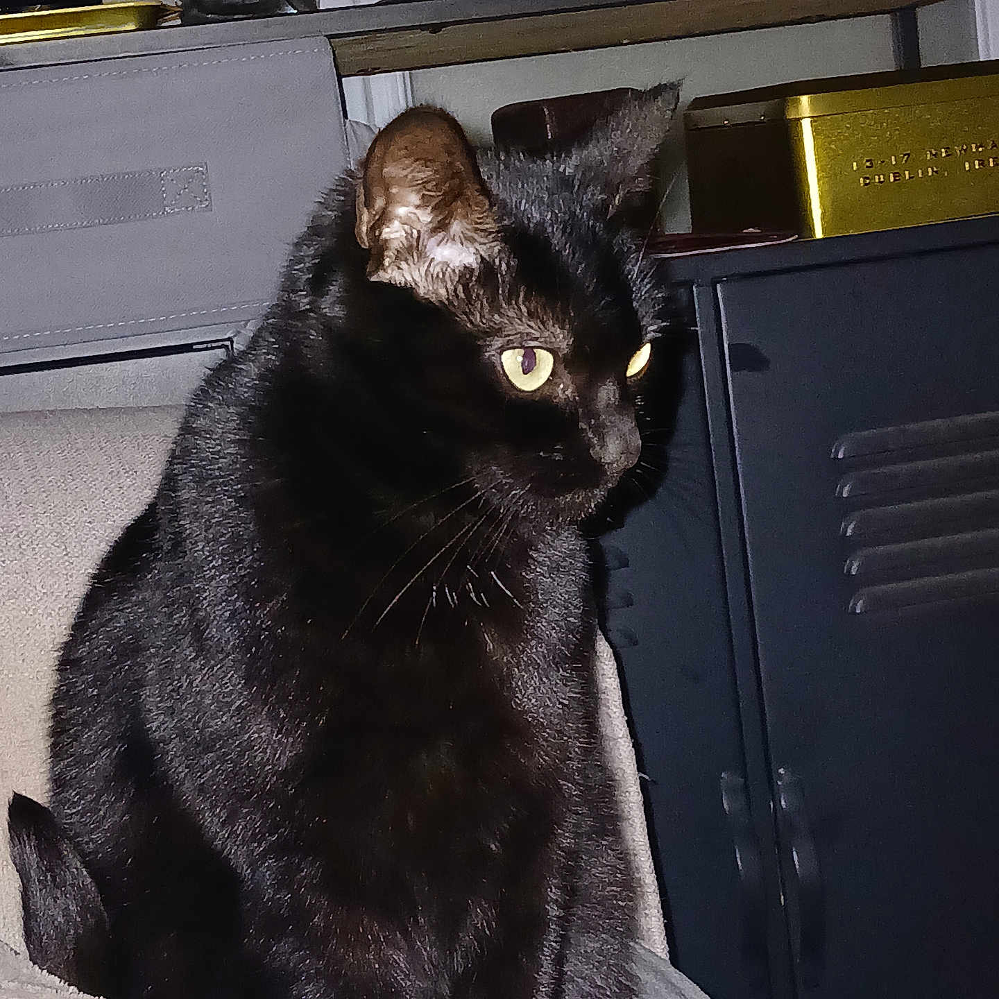 Chocolat a rejoint le concours — aidez-le/la à gagner de superbes lots ! animal, black_cat, blanket, cabinet, cat, container, cozy, decor, domestic, fur, furniture, household, indoor, mammal, pet, shelf, sitting, television, whiskers, yellow_eyes