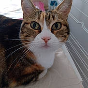 Orana participe au concours pour gagner de l'argent avec cette photo : animal, calico_cat, cat, closeup, curious, cushion, domestic_cat, ears, eyes, face, fur, furniture, home, indoor, looking, nose, pet, sitting, tabby_pattern, whiskers