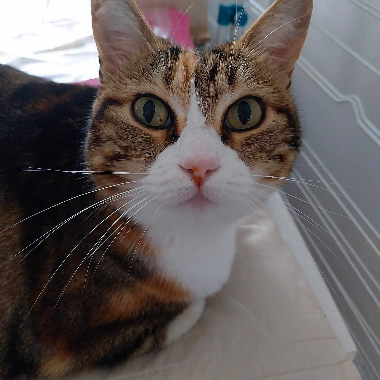 Orana participe au concours pour gagner de l'argent avec cette photo : animal, calico_cat, cat, closeup, curious, cushion, domestic_cat, ears, eyes, face, fur, furniture, home, indoor, looking, nose, pet, sitting, tabby_pattern, whiskers
