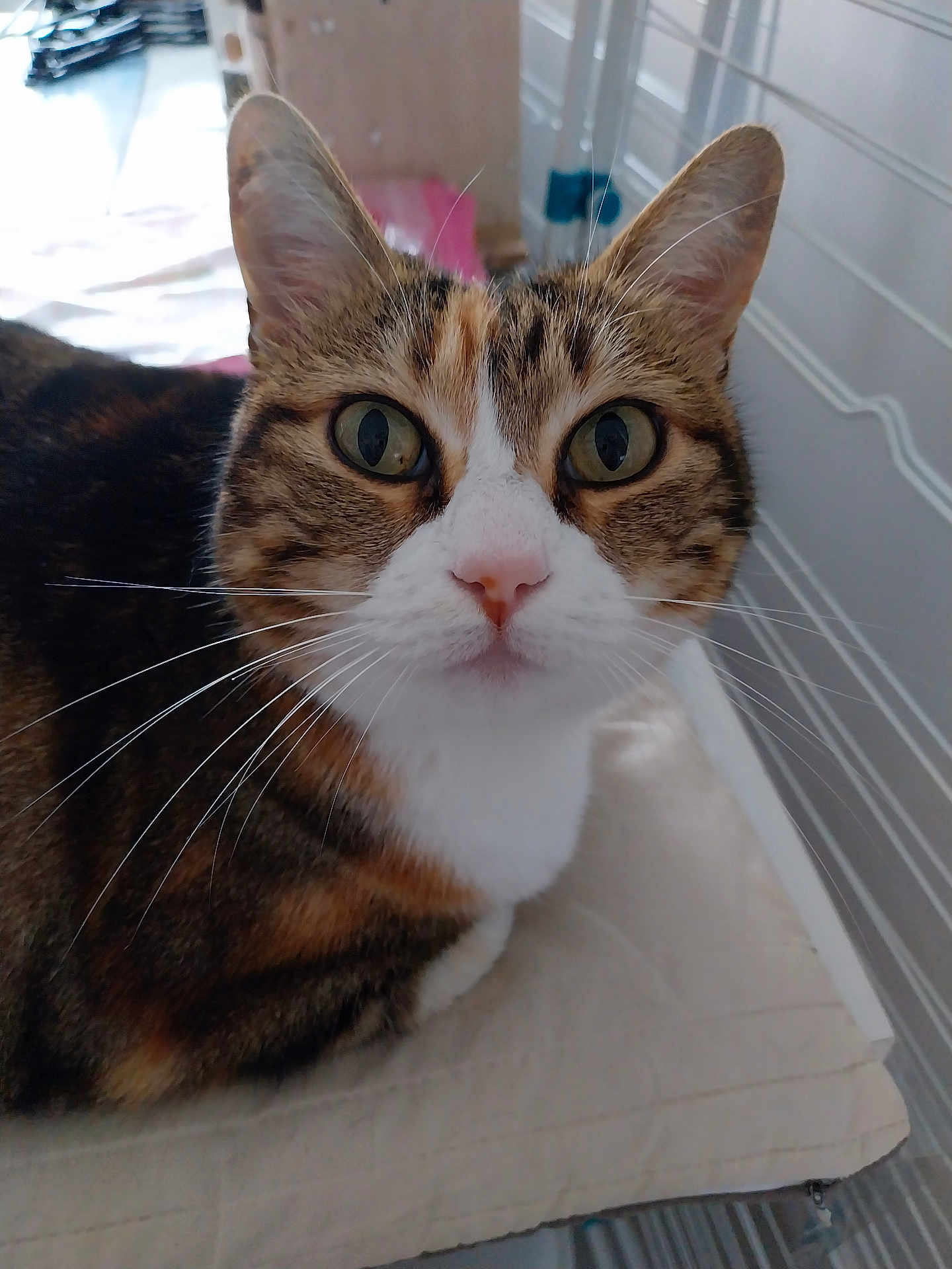 Orana participe au concours pour gagner de l'argent avec cette photo : animal, calico_cat, cat, closeup, curious, cushion, domestic_cat, ears, eyes, face, fur, furniture, home, indoor, looking, nose, pet, sitting, tabby_pattern, whiskers