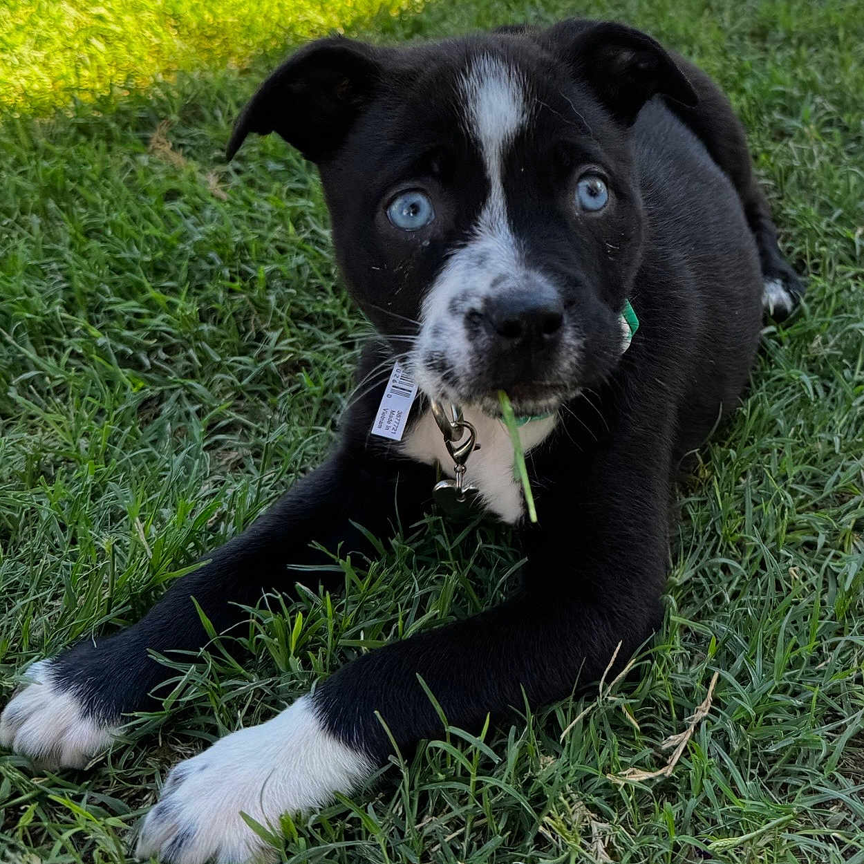Daisy