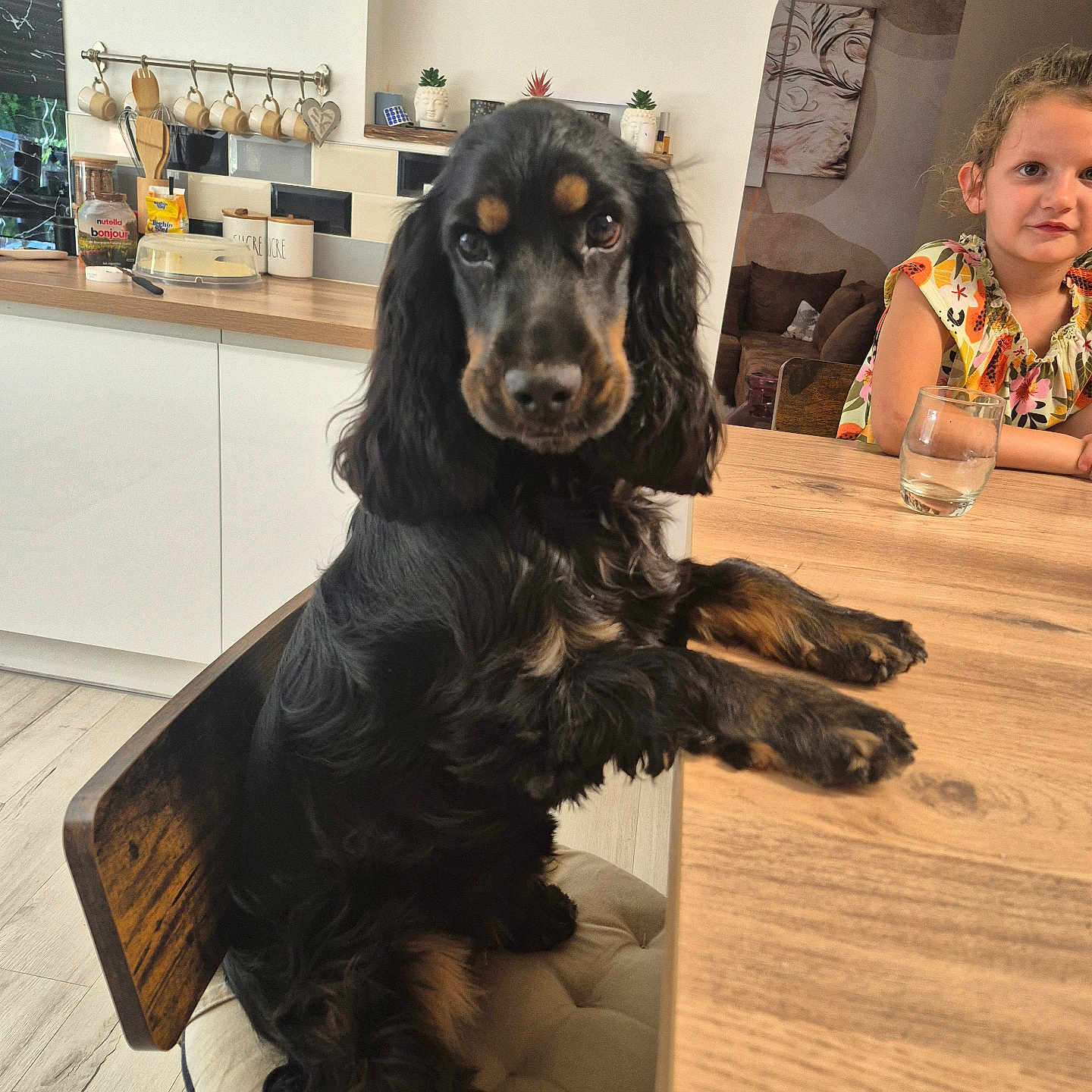 Vaia a rejoint le concours — aidez-le/la à gagner de superbes lots ! black_dog, brown_markings, chair, child, curious, cushion, decor, dog, furniture, girl, glass, indoor, kitchen, mug, person, pet, plant, smiling, table, wood