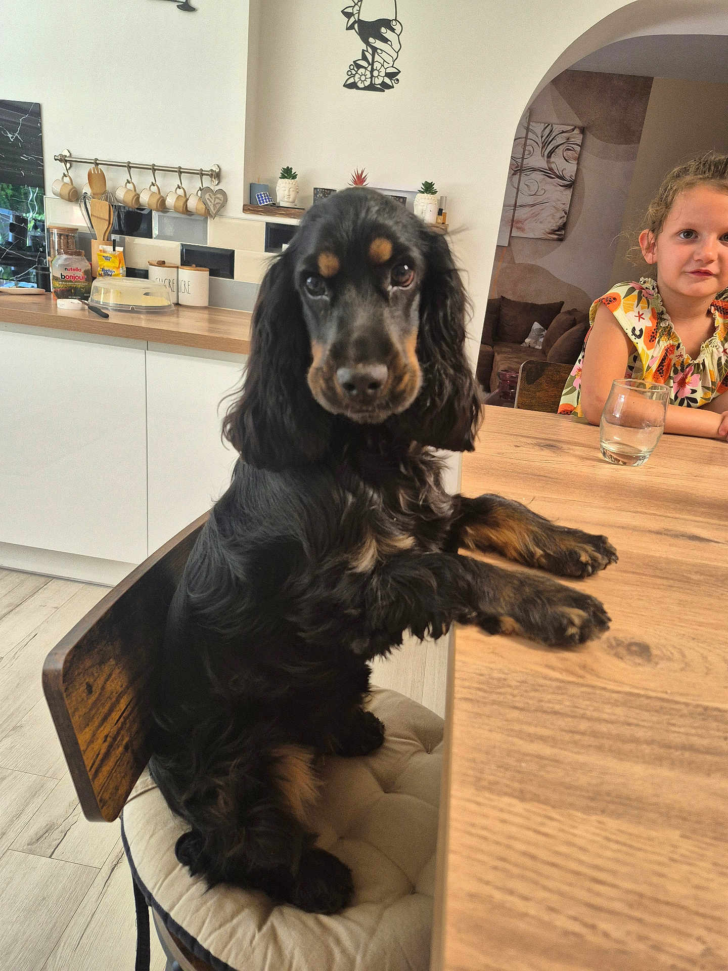 Vaia a rejoint le concours — aidez-le/la à gagner de superbes lots ! dog, chair, table, kitchen, child, girl, cushion, wood, indoor, pet, furniture, curious, black_dog, brown_markings, person, smiling, mug, glass, plant, decor