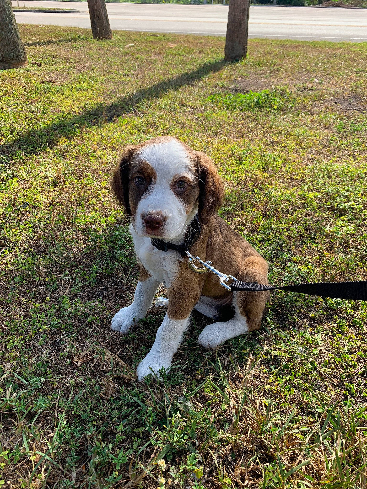 Arrow joined the competition — help win amazing prizes! canidae, carnivore, companion_dog, dog, dog_breed, fawn, grass, groundcover, gun_dog, hound, liver, plant, scent_hound, snout, soil, spaniel, sporting_group, tail, tree, working_animal