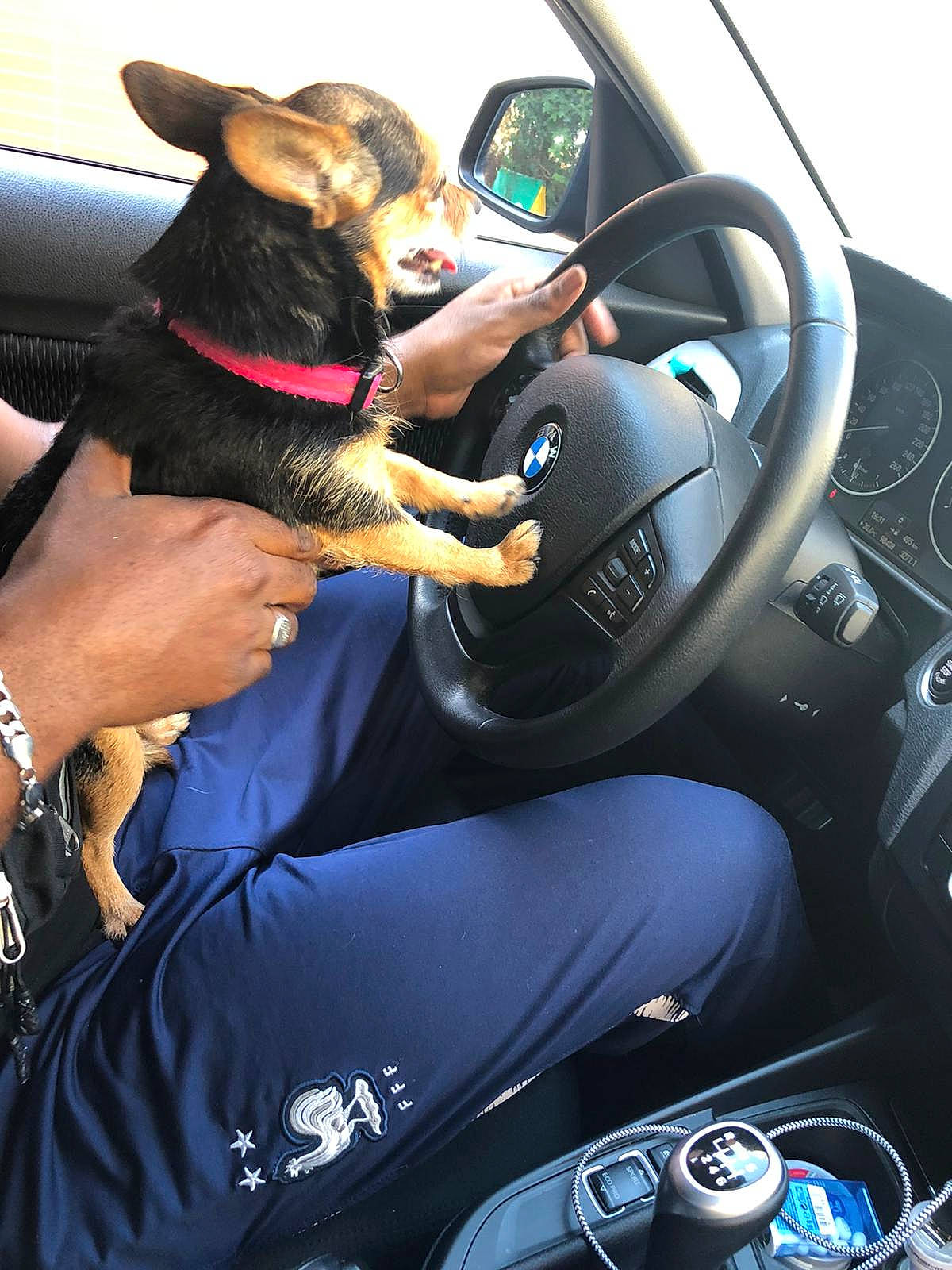Kanelle a rejoint le concours — aidez-le/la à gagner de superbes lots ! auto_part, automotive_design, automotive_exterior, automotive_wheel_system, car, car_seat, car_seat_cover, carnivore, companion_dog, dog, dog_breed, gesture, mode_of_transport, motor_vehicle, personal_luxury_car, speedometer, steering_part, steering_wheel, vehicle, vehicle_door