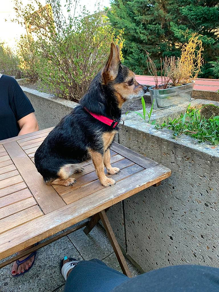 Kanelle participe au concours pour gagner de l'argent avec cette photo : carnivore, collar, companion_dog, dog, dog_breed, dog_supply, east_european_shepherd, german_shepherd_dog, grass, herding_dog, king_shepherd, leisure, old_german_shepherd_dog, outdoor_furniture, outdoor_table, plant, sitting, table, tree, working_animal