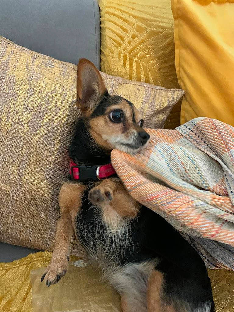 Kanelle participe au concours pour gagner de l'argent avec cette photo : canidae, carnivore, comfort, companion_dog, corgi_chihuahua, couch, dog, dog_breed, dog_supply, ear, fawn, fur, linens, paw, snout, sporting_group, terrestrial_animal, toy_dog, whiskers, working_animal
