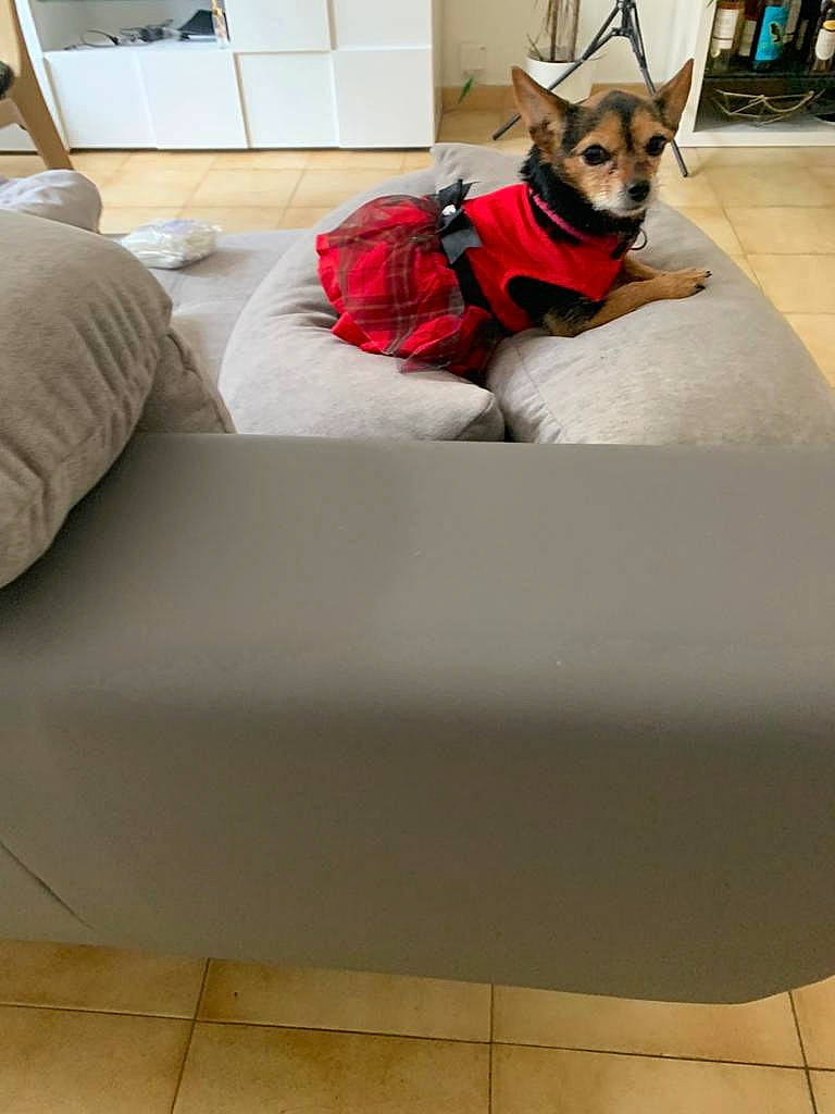 Kanelle participe au concours pour gagner de l'argent avec cette photo : black, carnivore, collar, comfort, companion_dog, couch, dog, dog_bed, dog_breed, dog_clothes, dog_supply, fawn, floor, flooring, interior_design, living_room, pet_supply, toy_dog, white, working_animal