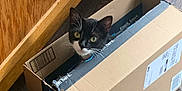 Mittens joined the competition — help win amazing prizes! cat, tuxedo_cat, cardboard_box, indoor, curious, pet, animal, floor, wooden_floor, door, package, container, black_and_white, whiskers, ears, eyes, feline, home, playful, cute