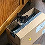 cat, tuxedo_cat, cardboard_box, indoor, curious, pet, animal, floor, wooden_floor, door, package, container, black_and_white, whiskers, ears, eyes, feline, home, playful, cute