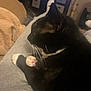 Mittens is registered to the contest to win money with this photo: cat, tuxedo_cat, pet, indoor, lap, paw, pink_paw_pads, black_and_white, feline, relaxing, cozy, whiskers, fur, domestic_animal, animal, resting, soft_lighting, home, person, casual