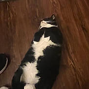 Mittens joined the competition — help win amazing prizes! cat, black_and_white, lying_down, floor, wood_floor, relaxed, indoor, pet, feline, fluffy, sleeping, cozy, domestic, animal, cute, whiskers, paws, fur, resting, lazy