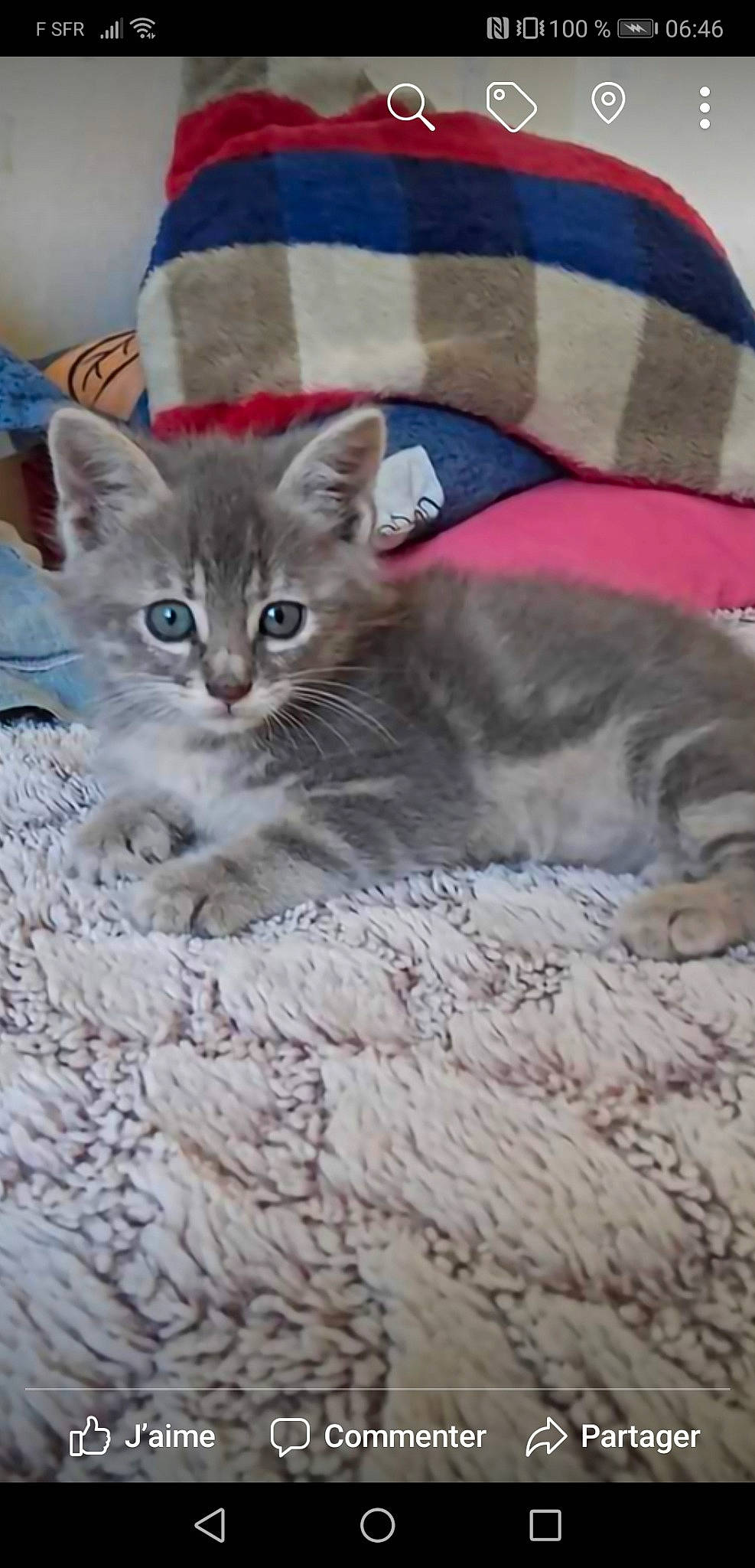 Maggy a rejoint le concours — aidez-le/la à gagner de superbes lots ! american_shorthair, arabian_mau, asian, australian_mist, british_shorthair, burmilla, carnivore, cat, domestic_short_haired_cat, european_shorthair, fawn, felidae, kitten, mammal, pixie_bob, singapura, small_to_medium_sized_cats, tabby_cat, vertebrate, whiskers