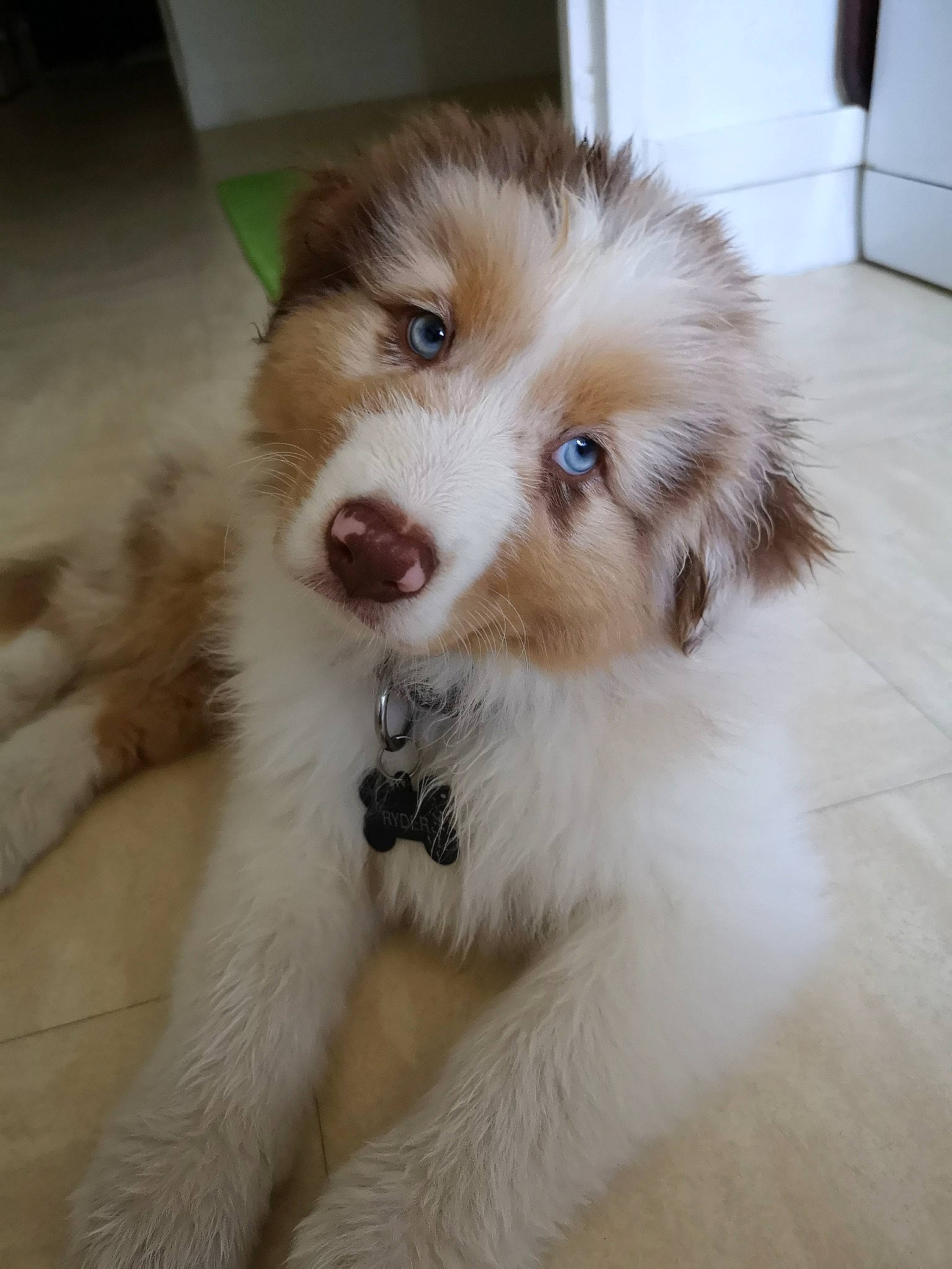 Ryder participe au concours pour gagner de l'argent avec cette photo : ancient_dog_breeds, australian_shepherd, border_collie, canidae, carnivore, companion_dog, dog, dog_breed, mammal, miniature_australian_shepherd, puppy, rare_breed_dog, sporting_group, thai_bangkaew_dog, vertebrate, working_dog