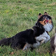 Arthus a rejoint le concours — aidez-le/la à gagner de superbes lots ! dog, grass, field, outdoor, nature, animal, fur, happy, playful, tongue, ears, house, tree, woodpile, sky, clouds, rural, pet, mammal, canine