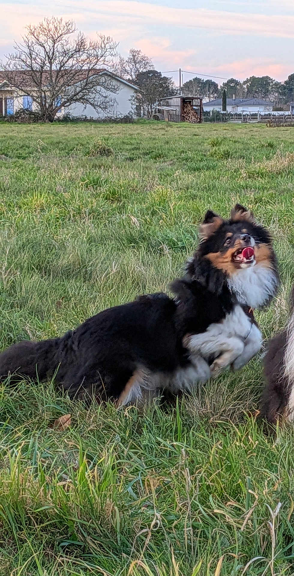 Arthus a rejoint le concours — aidez-le/la à gagner de superbes lots ! dog, grass, field, outdoor, nature, animal, fur, happy, playful, tongue, ears, house, tree, woodpile, sky, clouds, rural, pet, mammal, canine