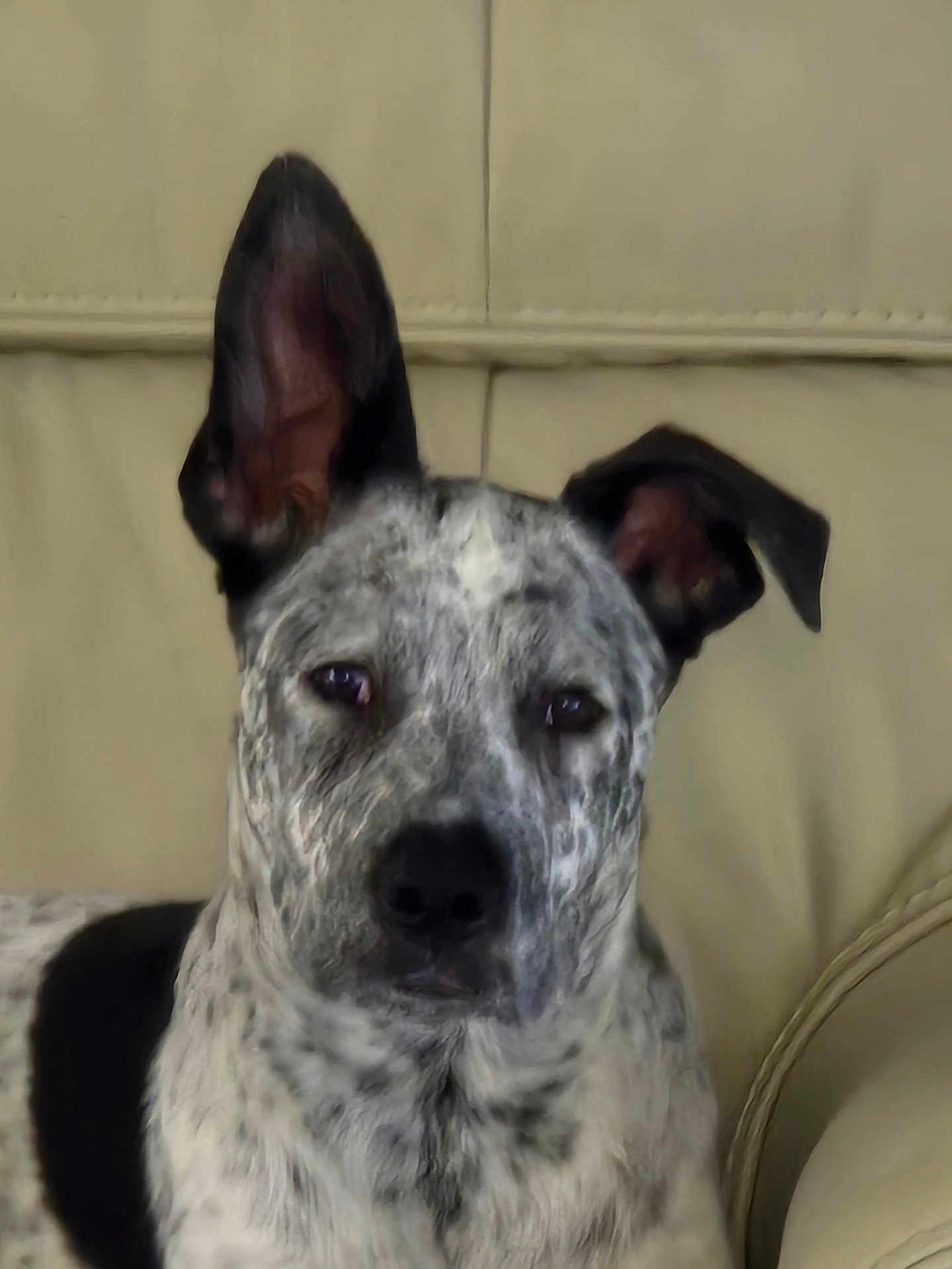 Mr Jasper is registered to the contest to win money with this photo: dog, pet, animal, indoor, couch, leather, ears, fur, black_and_white, spot, portrait, calm, sitting, face, canine, closeup, furniture, domestic_animal, companion, home