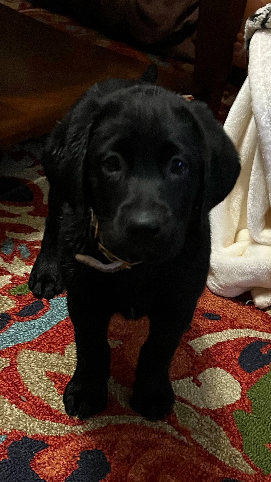 Ruger joined the competition — help win amazing prizes! borador, canidae, carnivore, companion_dog, dog, dog_breed, fawn, flooring, fur, gun_dog, hunting_dog, labrador_retriever, liver, pointing_breed, retriever, snout, sporting_group, terrestrial_animal, whiskers, working_animal