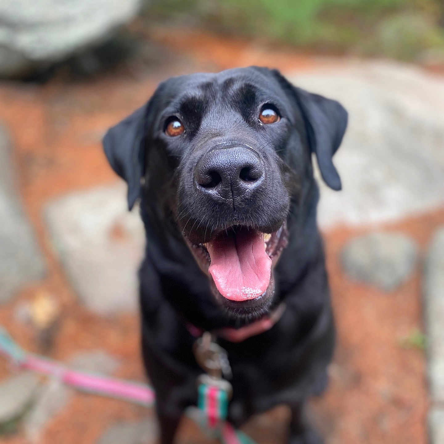 Stella joined the competition — help win amazing prizes! dog, black_dog, pet, animal, canine, happy, tongue_out, leash, collar, outdoor, nature, blurred_background, closeup, portrait, friendly, playful, cute, looking_up, sitting, bright_eyes