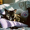 cat, tortoiseshell_cat, green_eyes, blanket, plush_toy, purple, sunlight, shadow, indoor, cozy, relaxed, pet, feline, soft_texture, resting, close_up, animal, cute, warm_light, comfort