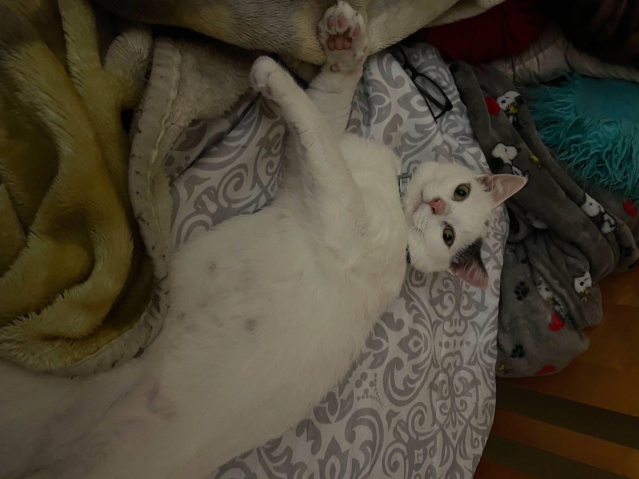 Ollie joined the competition — help win amazing prizes! canidae, carnivore, cat, comfort, companion_dog, couch, domestic_short_haired_cat, fawn, felidae, fur, grey, linens, pattern, paw, porcelain, sculpture, small_to_medium_sized_cats, sporting_group, tail, whiskers