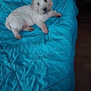 Filou participe au concours pour gagner de l'argent avec cette photo : dog, white_dog, fluffy, pet, canine, lying_down, bed, quilt, blanket, turquoise, bedroom, indoors, relaxed, cute, small_dog, portrait, animal, fur, black_nose, resting