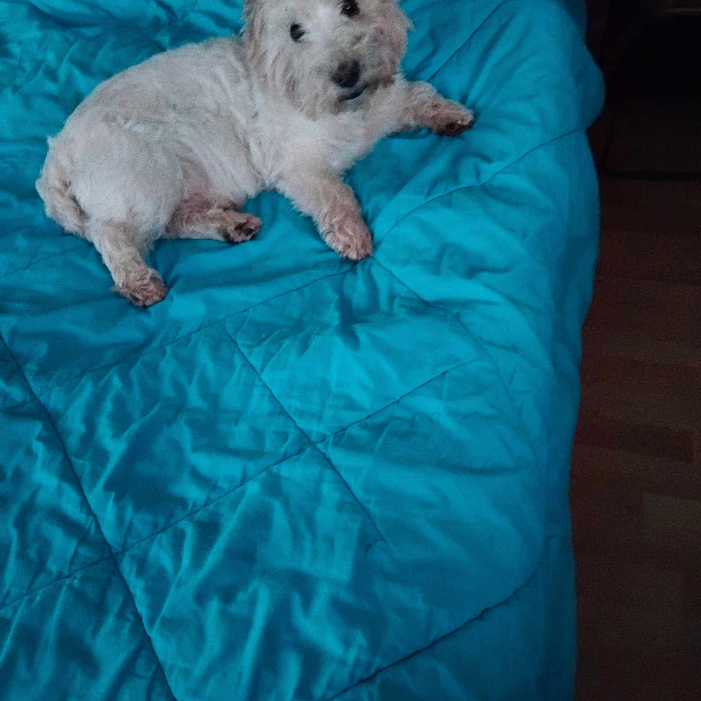 Filou