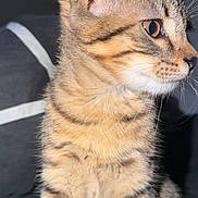 Baboune a rejoint le concours — aidez-le/la à gagner de superbes lots ! cat, kitten, tabby, feline, pet, animal, fur, whiskers, ears, portrait, close_up, cute, young, domestic_animal, indoor, looking_away, striped, mammal, small, sitting