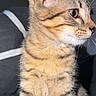 cat, kitten, tabby, feline, pet, animal, fur, whiskers, ears, portrait, close_up, cute, young, domestic_animal, indoor, looking_away, striped, mammal, small, sitting