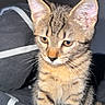 Baboune a rejoint le concours — aidez-le/la à gagner de superbes lots ! kitten, cat, tabby, pet, animal, feline, young, cute, whiskers, ears, fur, striped, bed, bedding, indoor, portrait, small, sitting, looking_down, curious