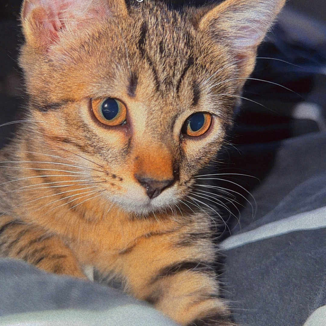 Baboune a rejoint le concours — aidez-le/la à gagner de superbes lots ! kitten, cat, tabby, close_up, pet, animal, ears, whiskers, eyes, fur, cute, indoor, blanket, soft, resting, portrait, feline, young, domestic_cat, curious