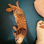 Baboune participe au concours pour gagner de l'argent avec cette photo : adorable, animal, cat, cozy, cushion, cute, domestic_cat, feline, fur, indoor, kitten, mammal, paw_print, pet, relaxed, resting, sleeping, soft, tabby, whiskers