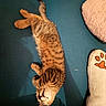 kitten, tabby, sleeping, cat, feline, pet, cozy, cute, paw_print, cushion, soft, indoor, resting, fur, whiskers, relaxed, animal, mammal, adorable, domestic_cat
