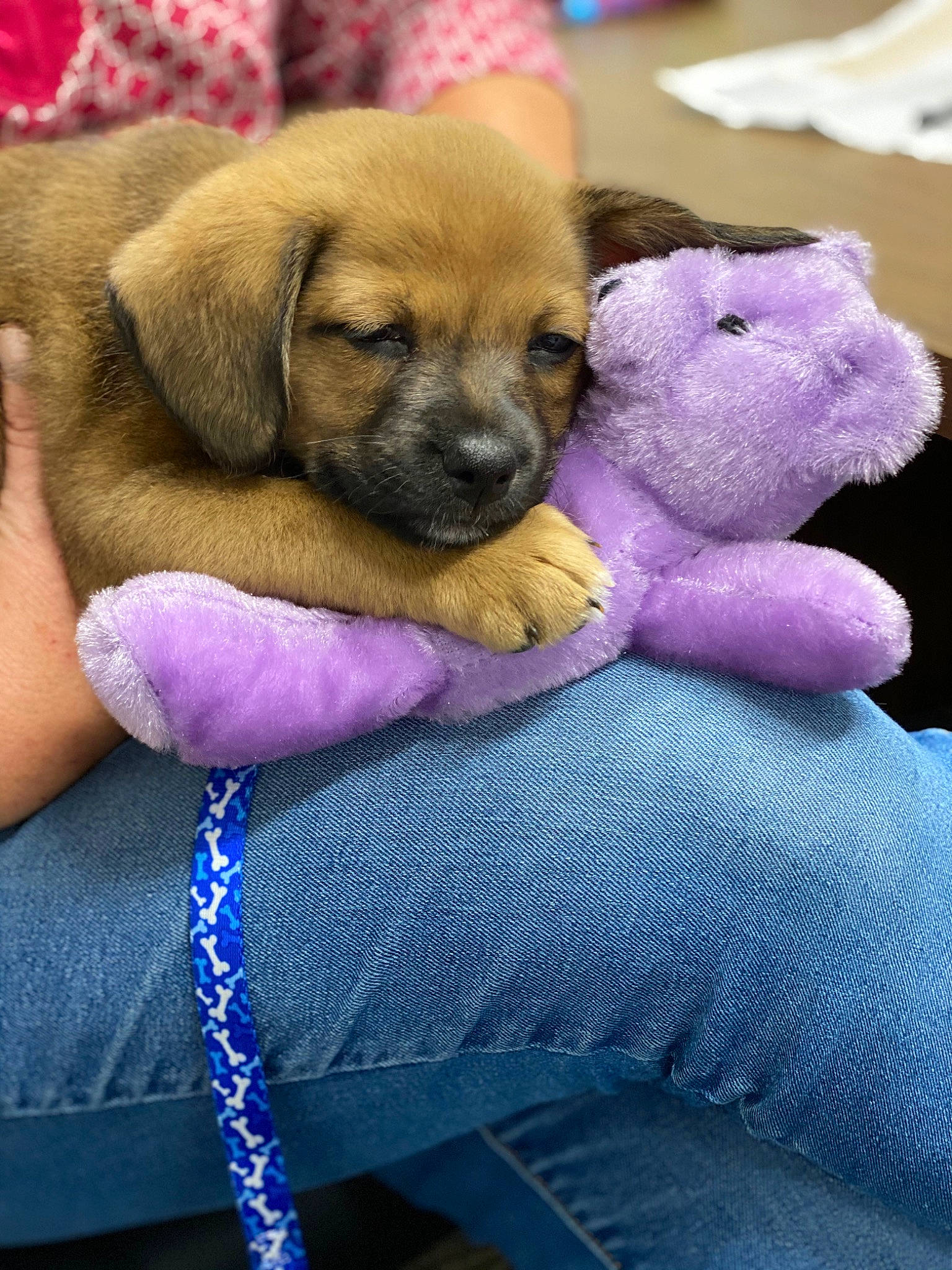 Ollie joined the competition — help win amazing prizes! boerboel, border_terrier, canidae, carnivore, companion_dog, dog, dog_breed, english_mastiff, fawn, pink, puggle, puppy, puppy_love, rare_breed_dog, snout, sporting_group