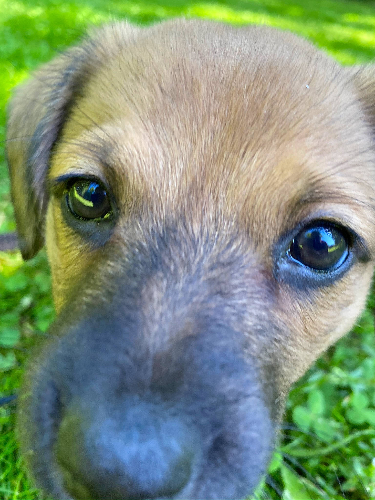 Ollie is registered to the contest to win money with this photo: black_mouth_cur, canidae, carnivore, dog, dog_breed, eye, fawn, grass, mammal, mountain_cur, nose, potcake_dog, puppy, rare_breed_dog, snout, sporting_group, vertebrate, whiskers