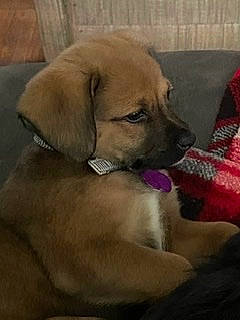 Ollie joined the competition — help win amazing prizes! beagador, black_mouth_cur, boerboel, broholmer, canidae, carnivore, dog, dog_breed, fawn, labrador_retriever, mammal, puggle, puppy, retriever, rhodesian_ridgeback, snout, sporting_group, vertebrate