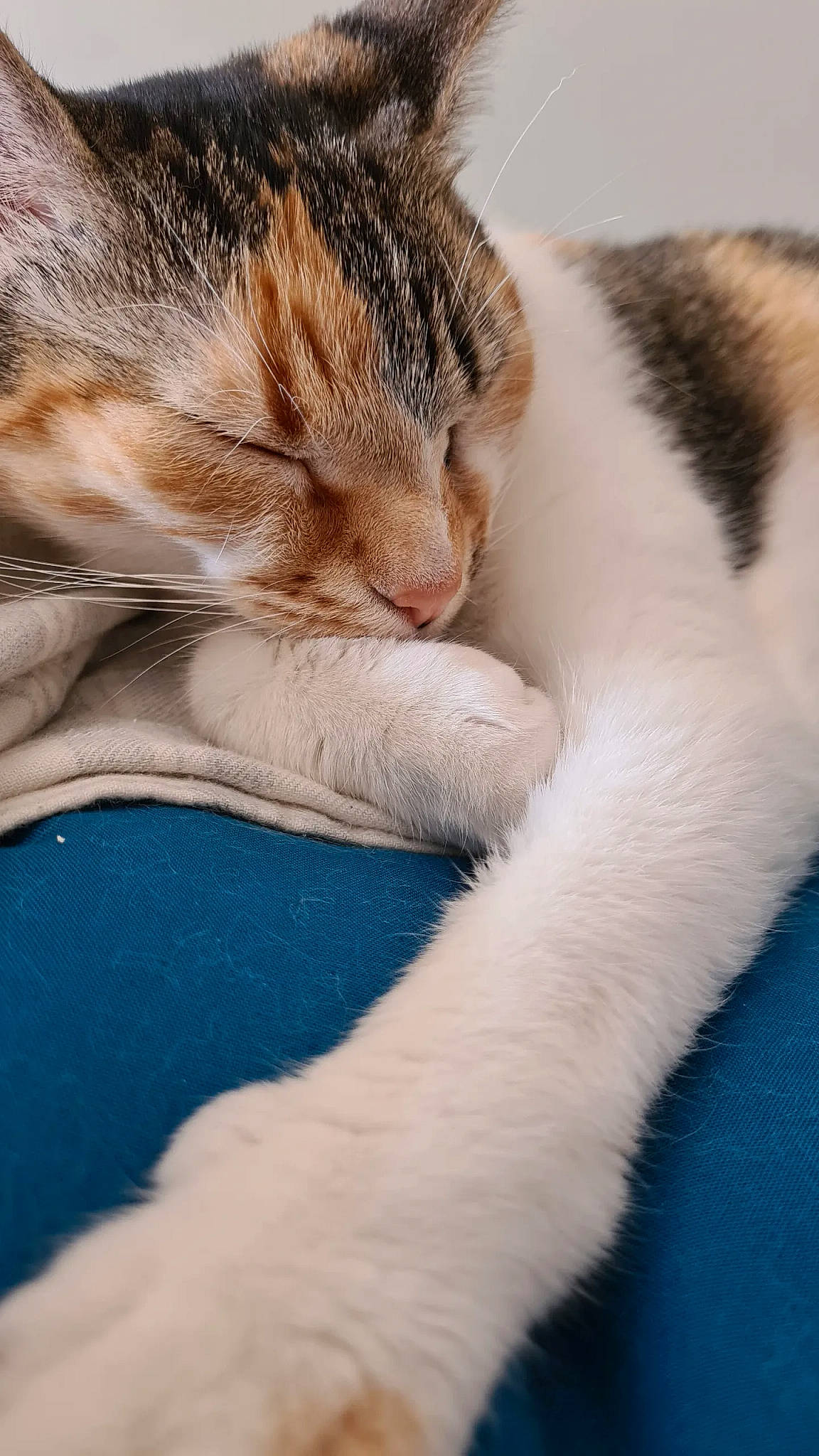 Pomme participe au concours pour gagner de l'argent avec cette photo : carnivore, cat, claw, comfort, domestic_short_haired_cat, electric_blue, fawn, felidae, fur, grass, nap, paw, sleep, small_to_medium_sized_cats, snout, tail, terrestrial_animal, whiskers, wildlife