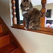Cher is registered to the contest to win money with this photo: animal, baluster, cat, close_up, curious, domestic_cat, feline, fur, home, house, indoor, living_room, looking, pet, portrait, sitting, stairs, tabby, window_light, wooden_railing
