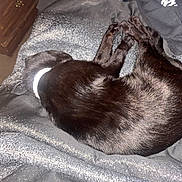 Shadow Mittens joined the competition — help win amazing prizes! cat, black_cat, sleeping, curled_up, pet, indoor, blanket, fur, cozy, resting, animal, domestic_animal, feline, collar, soft_texture, relaxation, quiet, home, nap, comfort