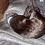 cat, black_cat, sleeping, curled_up, pet, indoor, blanket, fur, cozy, resting, animal, domestic_animal, feline, collar, soft_texture, relaxation, quiet, home, nap, comfort