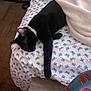 Shadow Mittens is registered to the contest to win money with this photo: black_cat, cat, sleeping, bed, blanket, collar, paw, patterned_sheet, blue, white, indoor, furniture, relaxing, cozy, animal, pet, resting, fabric, colorful, napping