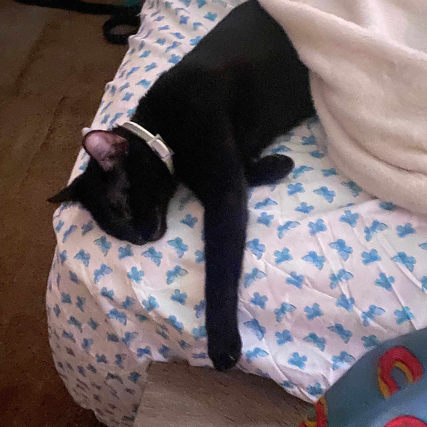 Shadow Mittens is registered to the contest to win money with this photo: animal, bed, black_cat, blanket, blue, cat, collar, colorful, cozy, fabric, furniture, indoor, napping, patterned_sheet, paw, pet, relaxing, resting, sleeping, white