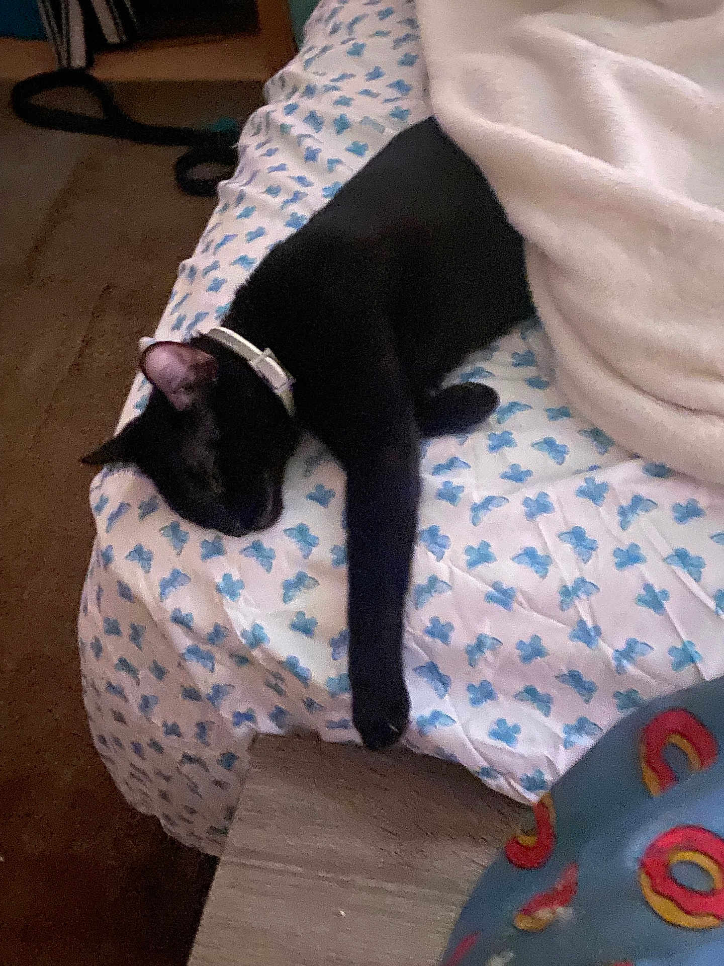 Shadow Mittens is registered to the contest to win money with this photo: black_cat, cat, sleeping, bed, blanket, collar, paw, patterned_sheet, blue, white, indoor, furniture, relaxing, cozy, animal, pet, resting, fabric, colorful, napping