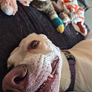 Missy is registered to the contest to win money with this photo: dog, pet, canine, close_up, face, nose, eye, whiskers, teeth, sleepy, lying_down, indoor, bed, blanket, stuffed_animals, toys, collar, brown_fur, portrait, funny