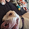 dog, pet, canine, close_up, face, nose, eye, whiskers, teeth, sleepy, lying_down, indoor, bed, blanket, stuffed_animals, toys, collar, brown_fur, portrait, funny