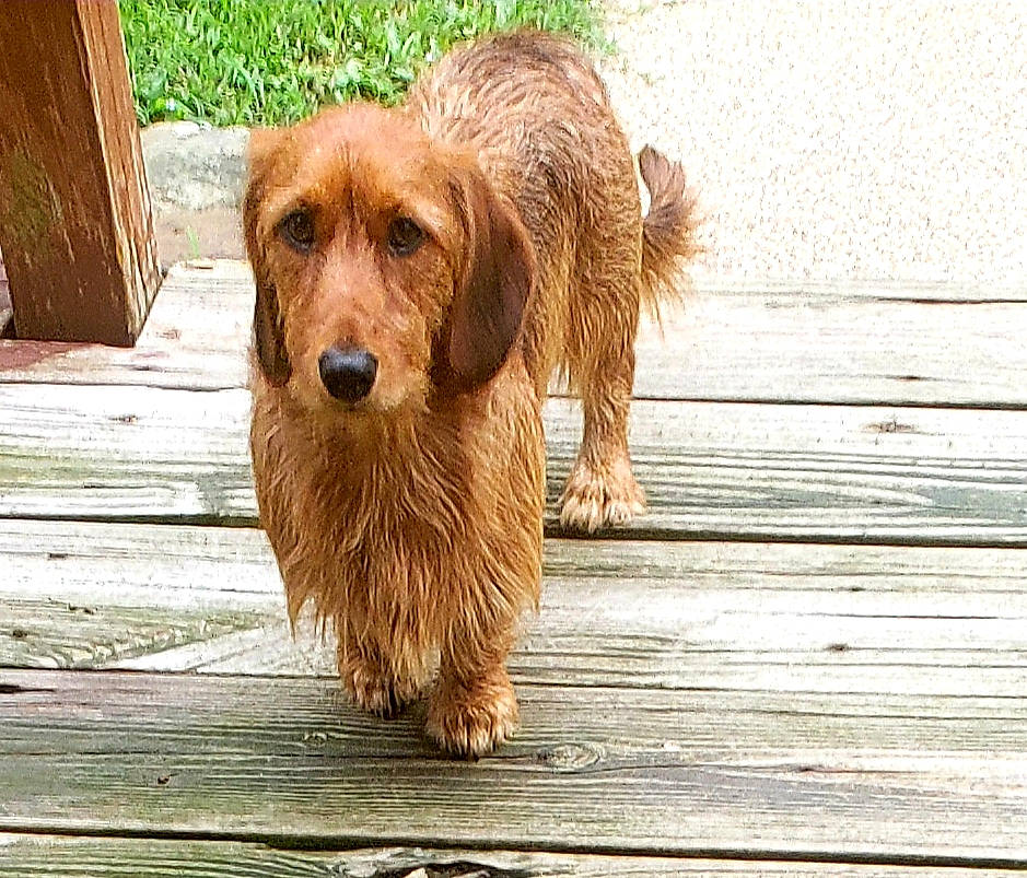 Luke joined the competition — help win amazing prizes! canidae, carnivore, companion_dog, dog, dog_breed, fawn, hardwood, liver, lumber, mammal, plank, plywood, snout, sporting_group, styrian_coarse_haired_hound, tan, wood, wood_flooring, wood_stain, working_animal